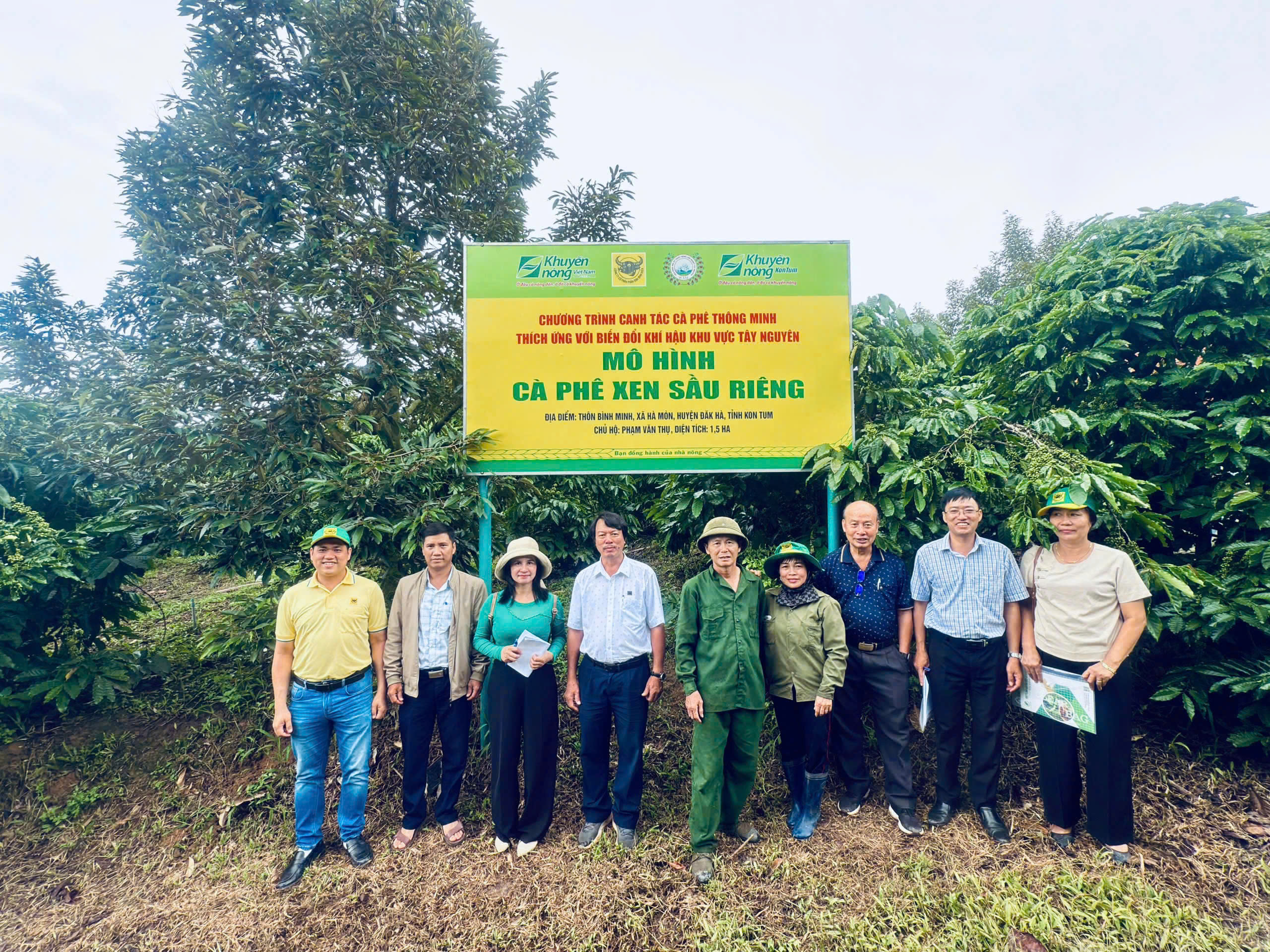 Sầu riêng xen cà phê: Bón phân đúng cho cả hai cây, lãi tăng gần 25%